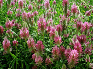 Картинка цветы луговые полевые