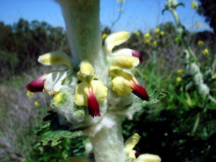 Картинка цветы луговые полевые