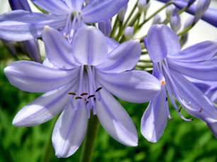 Картинка цветы агапантус африканская лилия сиреневый