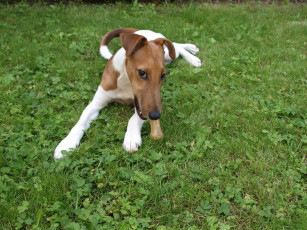 Картинка животные собаки фокстерьер