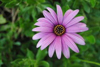 Картинка цветы диморфотеки сиреневый