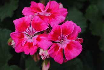 Картинка цветы герань й ц у к ен г ш щ з х ф ы в а п красный