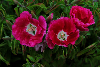 Картинка цветы годеция красный