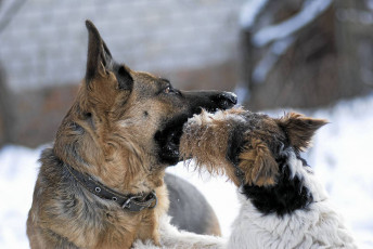 Картинка животные собаки фокстерьер овчарка