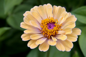 Картинка цветы цинния лепестки кремовый