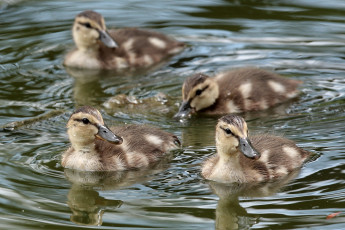 Картинка животные утки вода утята