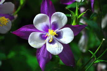 Картинка цветы аквилегия водосбор фиолетовый макро