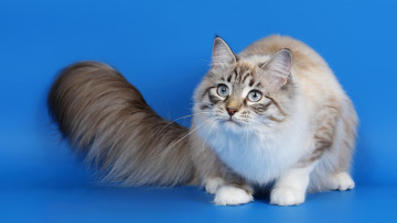 Картинка животные коты взгляд кошка