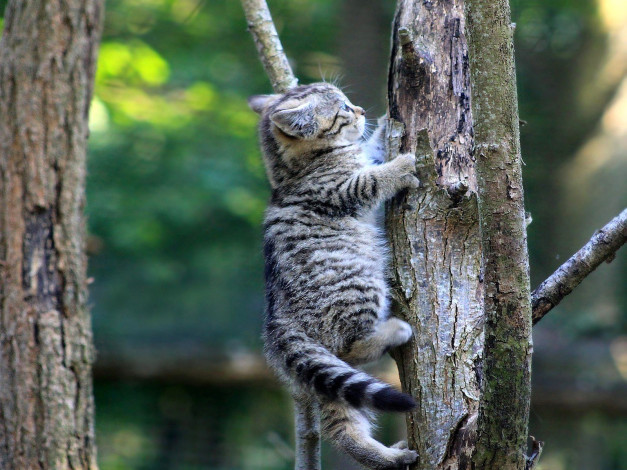 Обои картинки фото европейский, лесной, кот, животные, дикие, кошки, котенок, дерево, дикий