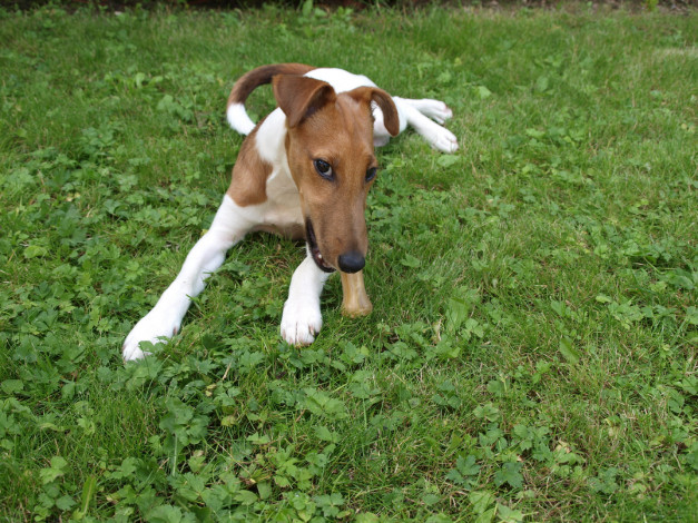 Обои картинки фото животные, собаки, фокстерьер