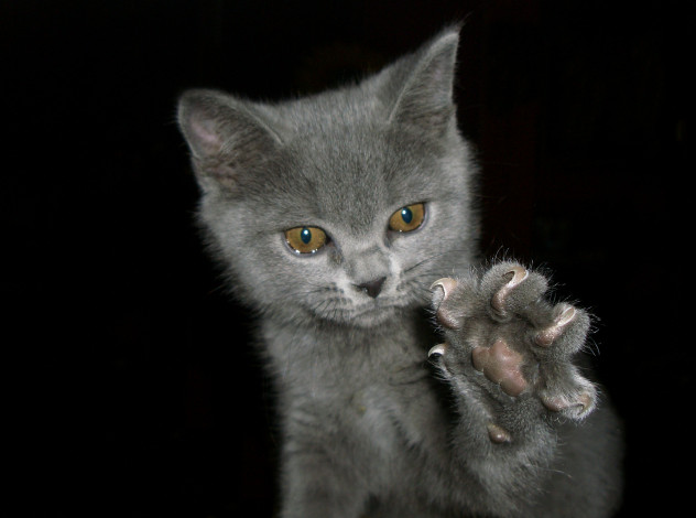 Обои картинки фото животные, коты, лапа, котёнок