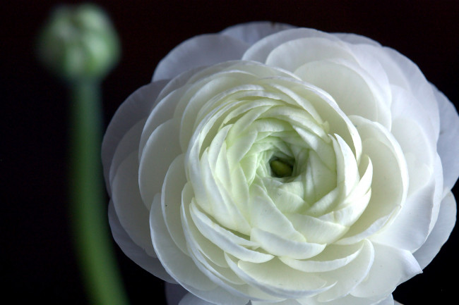 Обои картинки фото цветы, ранункулюс, азиатский, лютик, лепестки, белый, круглый