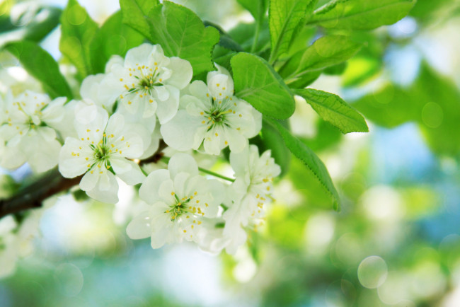 Обои картинки фото цветы, цветущие, деревья, кустарники, ветка, листья