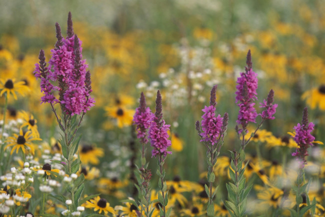 Обои картинки фото цветы, луговые, полевые, белые, ромашки, фиолетовый