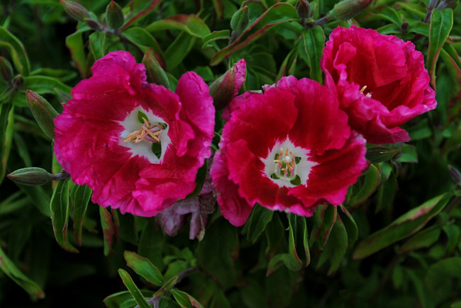 Обои картинки фото цветы, годеция, красный