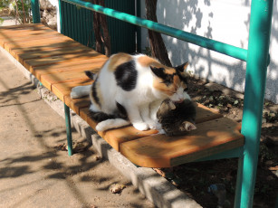 Картинка животные коты парочка