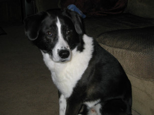 Картинка животные собаки собачка