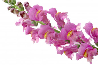 Картинка цветы львиный зев розовый