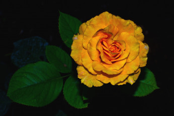 Картинка цветы розы оранжевый