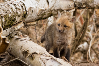 Картинка животные лисы лисенок малыш
