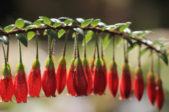 Картинка цветы цветущие деревья кустарники красный