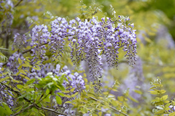 Картинка цветы глициния ветка гроздь