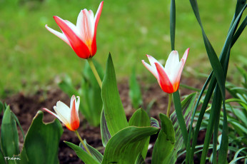 Картинка цветы тюльпаны алый