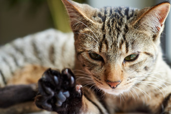 Картинка животные коты лапа