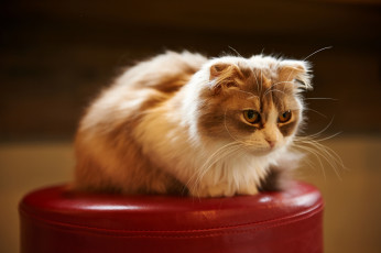 Картинка животные коты вислоухая