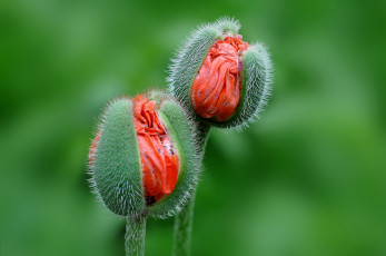 Картинка цветы маки бутоны рождение