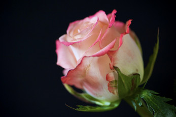 Картинка цветы розы роза