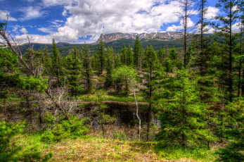 Картинка природа деревья канада