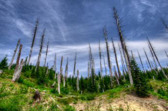 Картинка природа деревья штат вашингтон сша америка