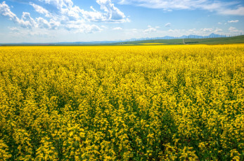 Картинка природа поля канада