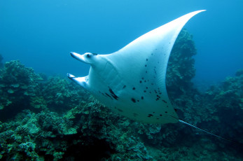 Картинка животные морская фауна электрический скат