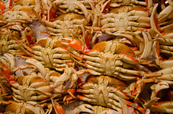 Картинка еда рыба морепродукты суши роллы крабы