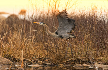 Картинка животные цапли крылья взлет