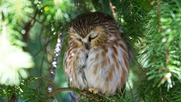 Картинка животные совы дерево