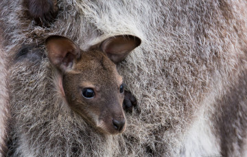 Картинка животные кенгуру малыш кенгуренок