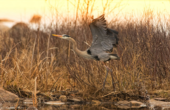 Обои картинки фото животные, цапли, крылья, взлет