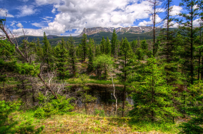 Обои картинки фото природа, деревья, канада