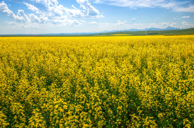 Обои картинки фото природа, поля, канада