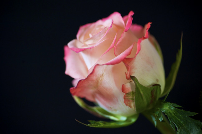 Обои картинки фото цветы, розы, роза