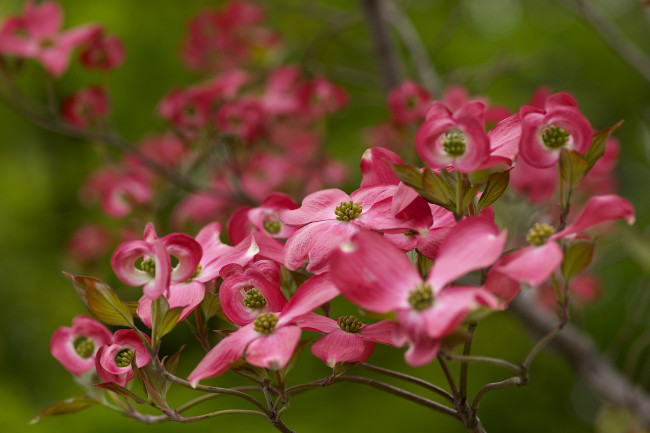 Обои картинки фото цветы, кизил, лепестки, макро