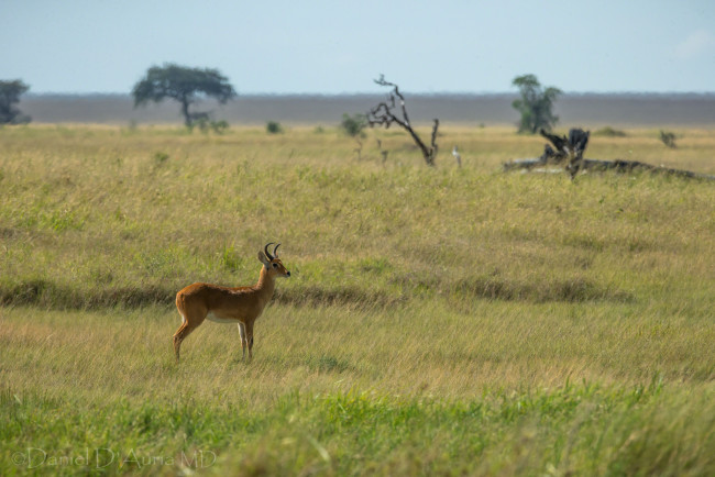 Обои картинки фото животные, антилопы, козочка
