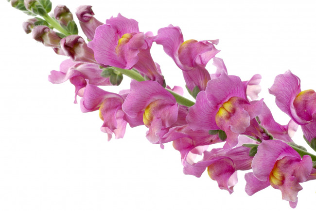 Обои картинки фото цветы, львиный, зев, розовый