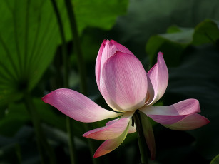 Картинка цветы лотосы бутон лепестки фон