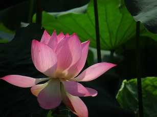 Картинка цветы лотосы бутон лепестки фон