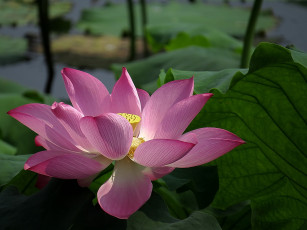 Картинка цветы лотосы бутон лепестки фон