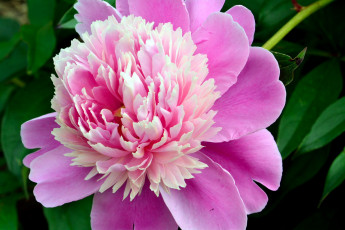 Картинка цветы пионы макро